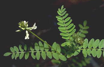 Astragalus agnicidus 1.jpg